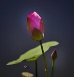 DSC_0733 a