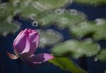 DSC_0735 a
