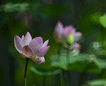 DSC_0751 a