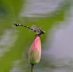 DSC_0755 a