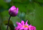 DSC_0758 a