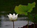 DSC_0780 a