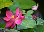 DSC_0794 a
