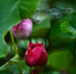 DSC_0799 a