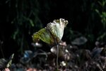 DSC_0421 a