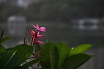 DSC_0694 a