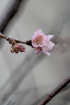 DSC_1151-a