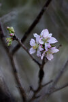 DSC_1152-a