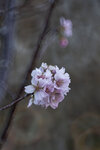 DSC_1154-a
