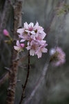DSC_1156-a