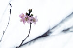 DSC_1158-a