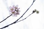 DSC_1160-a