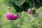 DSC_1162-a