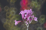 DSC_1164-a