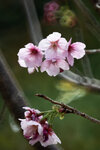 DSC_1179-a