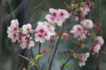 DSC_1181-a