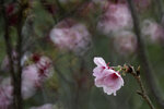 DSC_1183-a