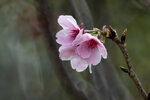 DSC_1186-a