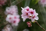 DSC_1189-a