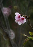 DSC_1192-a