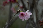 DSC_1193-a