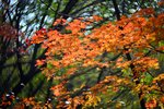 DSC_2957 a