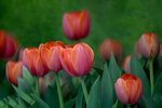 DSC_1207.jpg a