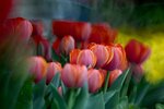 DSC_1210.jpg a