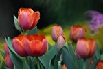 DSC_1214.jpg a