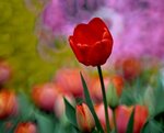 DSC_1215.jpg a