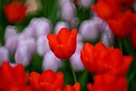 DSC_1229.jpg a