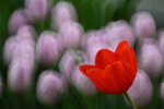 DSC_1231.jpg a