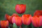 DSC_1233.jpg a