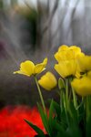 DSC_1239.jpg a