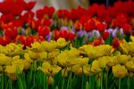 DSC_2195.jpg a