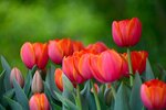 DSC_2197.jpg a