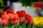 DSC_2199.jpg a