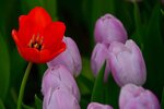DSC_2200.jpg a