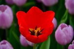 DSC_2202.jpg a
