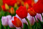 DSC_2203.jpg a