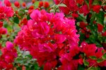 DSC_2219.jpg a