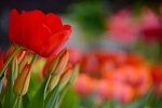 DSC_2221.jpg a