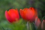 DSC_2225.jpg a