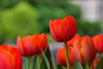 DSC_2227.jpg a