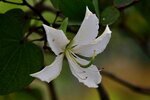 DSC_2229.jpg a