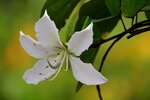 DSC_2231.jpg a