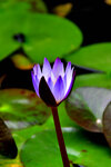 DSC_2238.jpg a