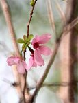 DSC_1241.jpg a