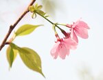 DSC_1242.jpg a