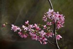 DSC_1250.jpg a